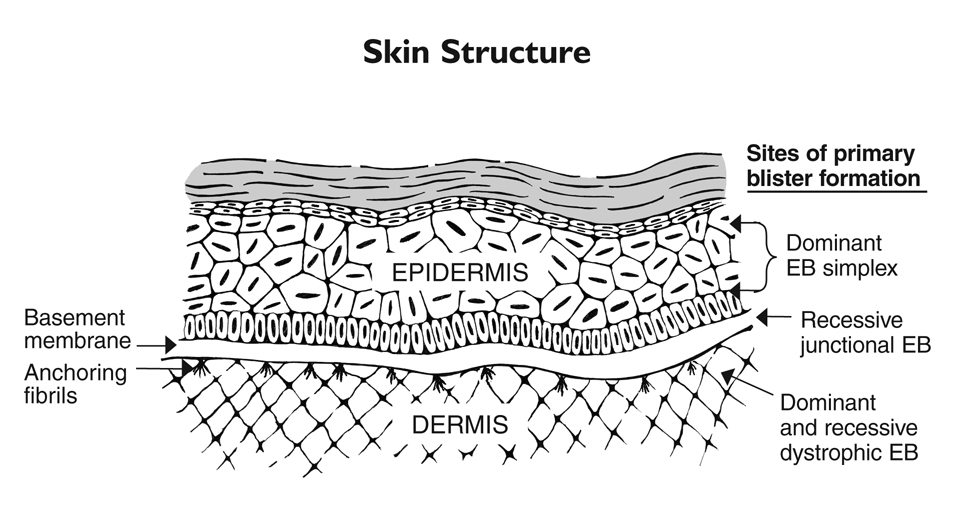 skin_structure